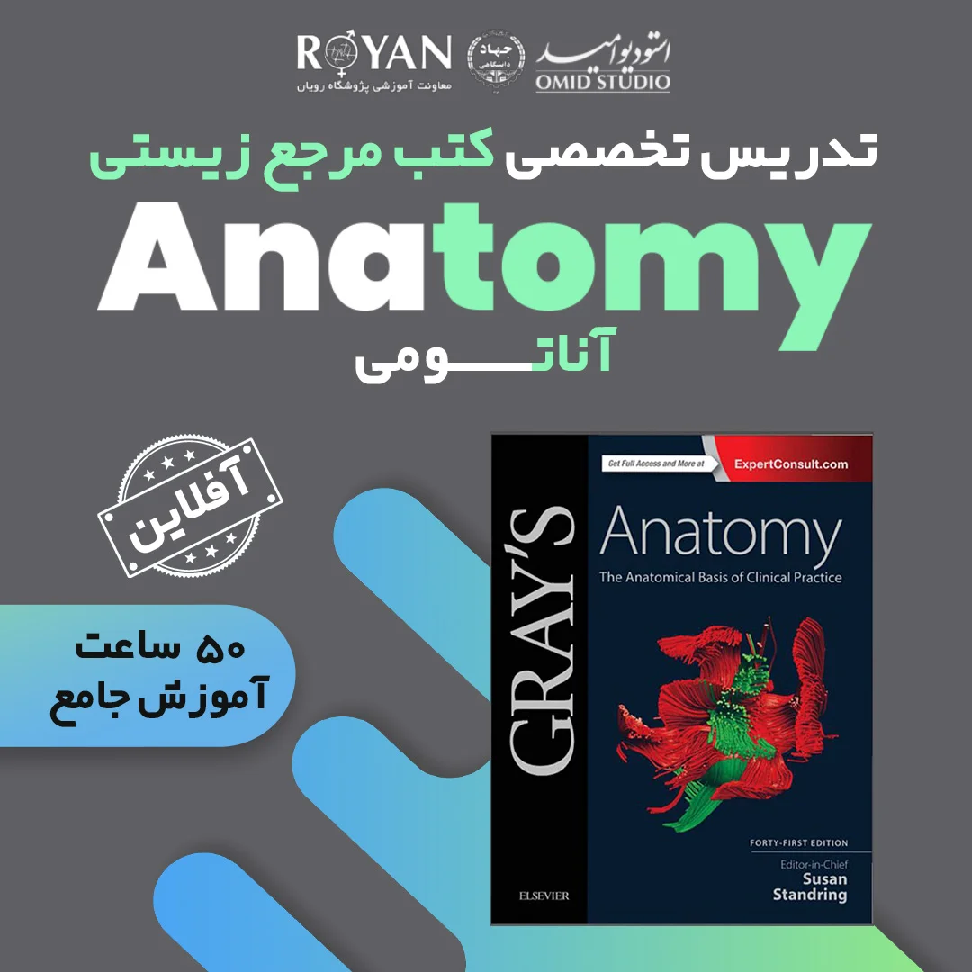 آناتومی گری