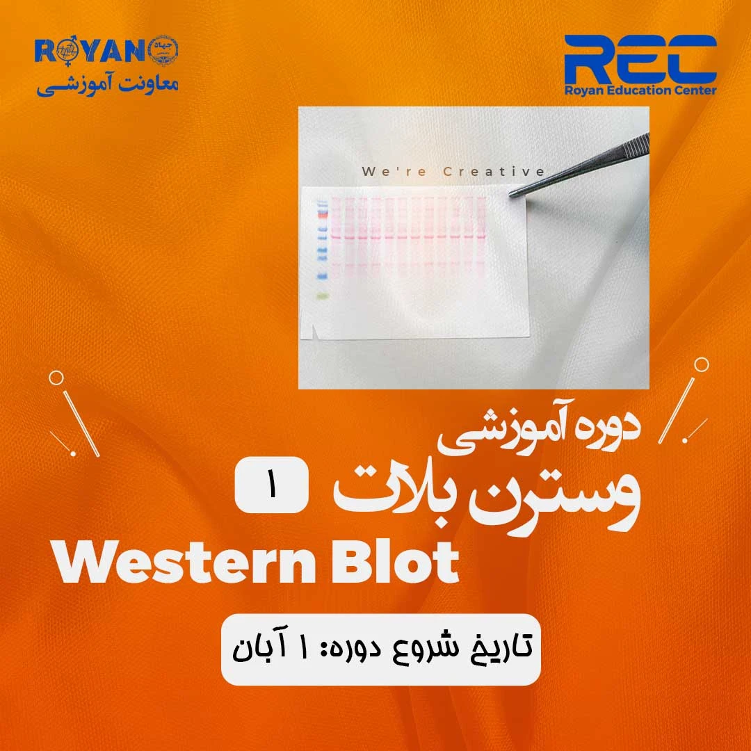وسترن بلات 1